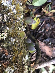 Drymoanthus adversus