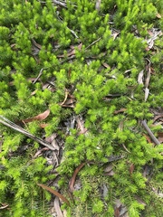 Persoonia chamaepitys