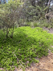 Persoonia chamaepitys
