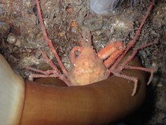 Chorilia longipes