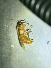Provespa