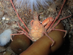 Chorilia longipes