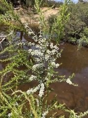 Leptospermum juniperinum