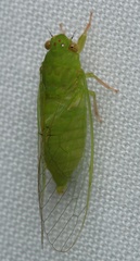 Guineapsaltria flava