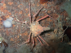 Chorilia longipes