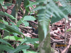 Myrmoderus squamosus