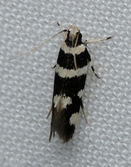 Cosmopteriginae
