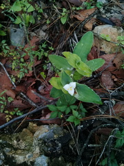 Tradescantia brevifolia