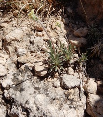 Eriogonum lachnogynum