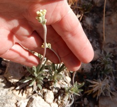 Eriogonum lachnogynum