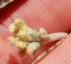 Eriogonum lachnogynum