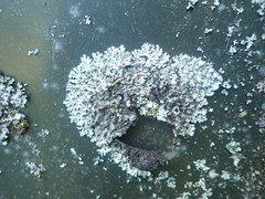 Hypotrachyna spumosa