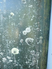 Hypotrachyna spumosa