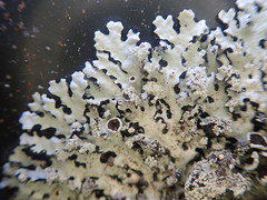 Hypotrachyna spumosa