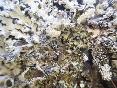 Hypotrachyna spumosa