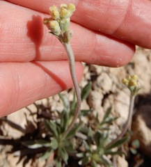 Eriogonum lachnogynum