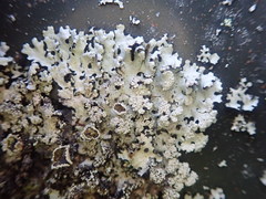 Hypotrachyna spumosa