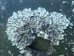 Hypotrachyna spumosa