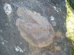 Placopsis perrugosa