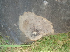Placopsis perrugosa