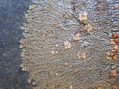 Placopsis perrugosa