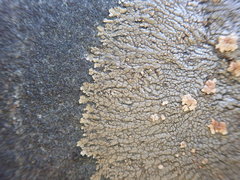 Placopsis perrugosa
