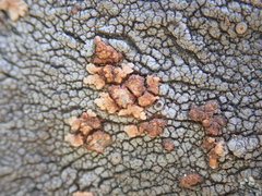 Placopsis perrugosa