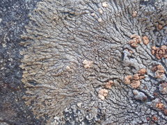 Placopsis perrugosa