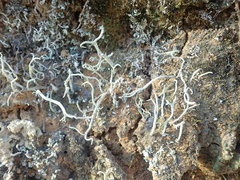 Cladonia corniculata
