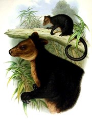 Vogelkop Tree Kangaroo photo 3