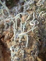 Cladonia corniculata