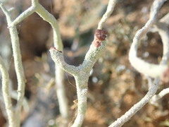 Cladonia corniculata