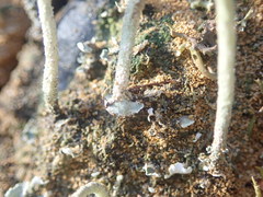 Cladonia corniculata