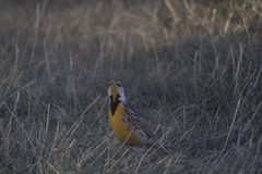 Sturnella magna auropectoralis