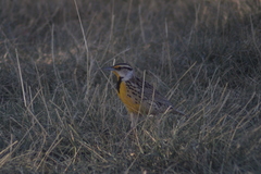 Sturnella magna auropectoralis