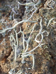 Cladonia corniculata