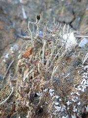 Cladonia corniculata