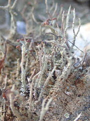 Cladonia corniculata