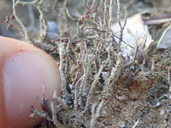Cladonia corniculata