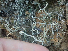 Cladonia corniculata