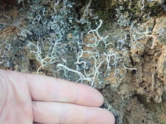 Cladonia corniculata