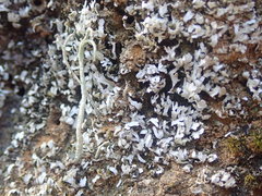 Cladonia corniculata