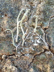 Cladonia corniculata