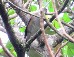 Turdus albicollis