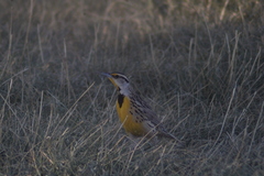 Sturnella magna auropectoralis