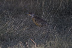 Sturnella magna auropectoralis