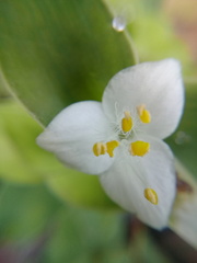 Tradescantia brevifolia