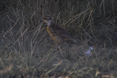 Sturnella magna auropectoralis