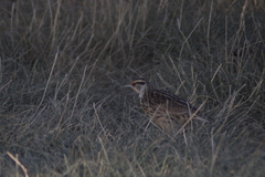 Sturnella magna auropectoralis