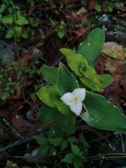 Tradescantia brevifolia